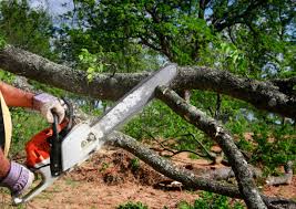 Best Tree Removal  in Statham, GA